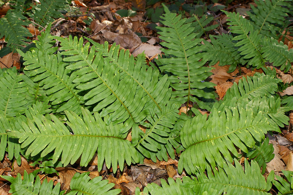 Polypodium cambricum (oppure no?)